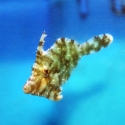Green Filefish - Acanthaluterus spilomelanura