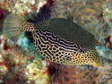 Scribbled Boxfish - Ostracion solorensis