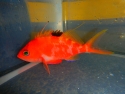 Japanese Sacura Anthias - Sacura margaritacea
