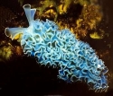 Lettuce Sea Slug - Elysia crispata
