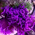 Purple Long Tentacle Anemone - Macrodactyla doreensis