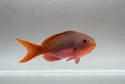 Ruby Anthias - Paranthias colonus