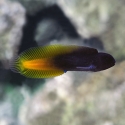 Captive Bred Flametail Blenny - Enchelyurus flavipes