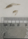 Piscene Energetics 4oz Blister Pack Frozen Mysis Shrimp - SMALL GRADE VERSION - Limited Time Offer