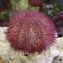 Pincushion Urchin - Lytechinus variegatus