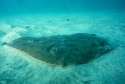 California Butterfly Ray (Gymnura marmorata)