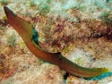 Goldentail Moray Eel; Atlantic - Gymnothorax miliaris