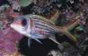 Metallic Squirrel Fish - Neoniphon sp.