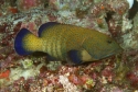 Argus Grouper - Cephalopholis argus
