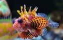 Fuzzy Dwarf Lionfish - Dendrochirus brachypterus 