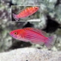 Earl's Fairy Wrasse - Cirrhilabrus earlei