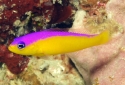 Purple Stripe Dottyback - Pseudochromis diadema