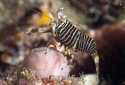 Bumble Bee Shrimp - Gnathophyllum americanum
