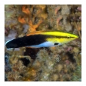 Pectoral Cleaner Wrasse - Labroides pectoralis