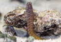 Segmented Sailfin Blenny - Salarias segmentatus