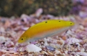 Yellow and White Coris Wrasse - Halichoeres trispilus