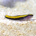 Captive Bred Yellow Line Goby (Elacatinus figaro)