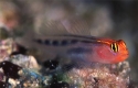 Captive Bred Red Head Goby (Elacatinus puncticulatus)