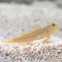 Captive Bred Yellow Watchman Goby (Cryptocentrus cinctus)