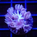 Pulsing Xenia-Heteroxenia Fuscescens