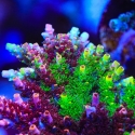 Fruity Splice Graft-Acropora sp.