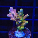 Rainbow Fever Acro-Acropora sp.