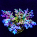 Rainbow Fever Acro-Acropora sp.