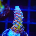 Rainbow Fusion-Acropora sp.