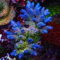 Rainbow Fusion-Acropora sp.
