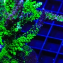 Raspberry Splice Graft-Acropora sp.