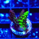 Raspberry Splice Graft-Acropora sp.