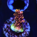 Fruity Pebbles Acropora-Acropora sp.