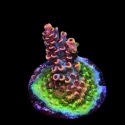 Fruity Pebbles Acropora-Acropora sp.