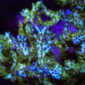 Pearlberry Acro-Acropora sp.