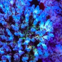 Shazam Acro-Acropora sp.