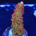 Carolina Reaper Acropora-Acropora sp.