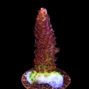 Carolina Reaper Acropora-Acropora sp.