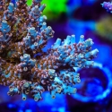 Colt 45 Acropora-Acropora sp.