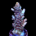 Colt 45 Acropora-Acropora sp.