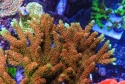 Bill Murray Acropora-Acropora sp.