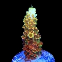 Bill Murray Acropora-Acropora sp.