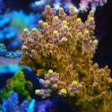 Golden Jawdropper Acropora-Acropora sp.