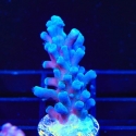 Oregon Tort-Acropora sp.