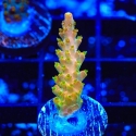 Orange Creamsicle Acro-Acropora sp.