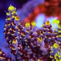 Spyro the Dragon Acropora-Acropora sp.