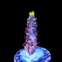 Spyro the Dragon Acropora-Acropora sp.