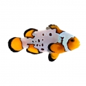 Captive Bred Bullet Hole Clownfish (Amphiprion ocellaris)
