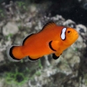 Captive Bred Extreme Misbar Mocha Ocellaris Clownfish (Amphiprion ocellaris)