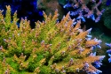 Orangesicle Acropora-Acropora sp.