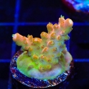 Orangesicle Acropora-Acropora sp.